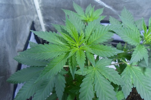 vegetation 2198917 640