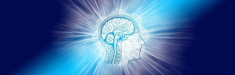 Intelligence, Brain, Think, Intelligent, Communication