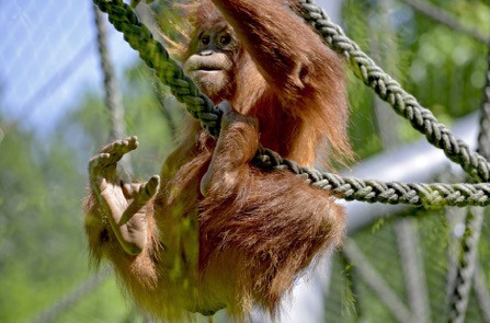 The Best of Borneo for Nature Lovers 2 Picture1 4