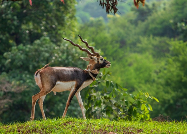 Best Locations to Hunt Big Whitetail Deer in the USA 6 alert animal animal photography 2663483