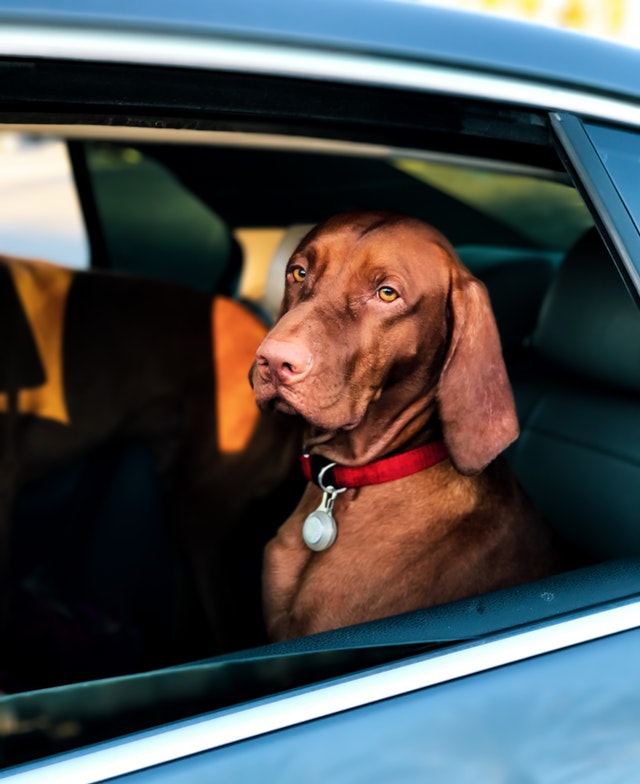 short coated brown dog sitting inside a car 2797318