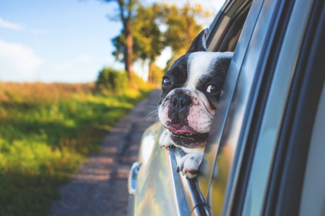 Choosing and Making a Vehicle Safe for Your Dog 3 white and black short coat puppy on black window car 134392